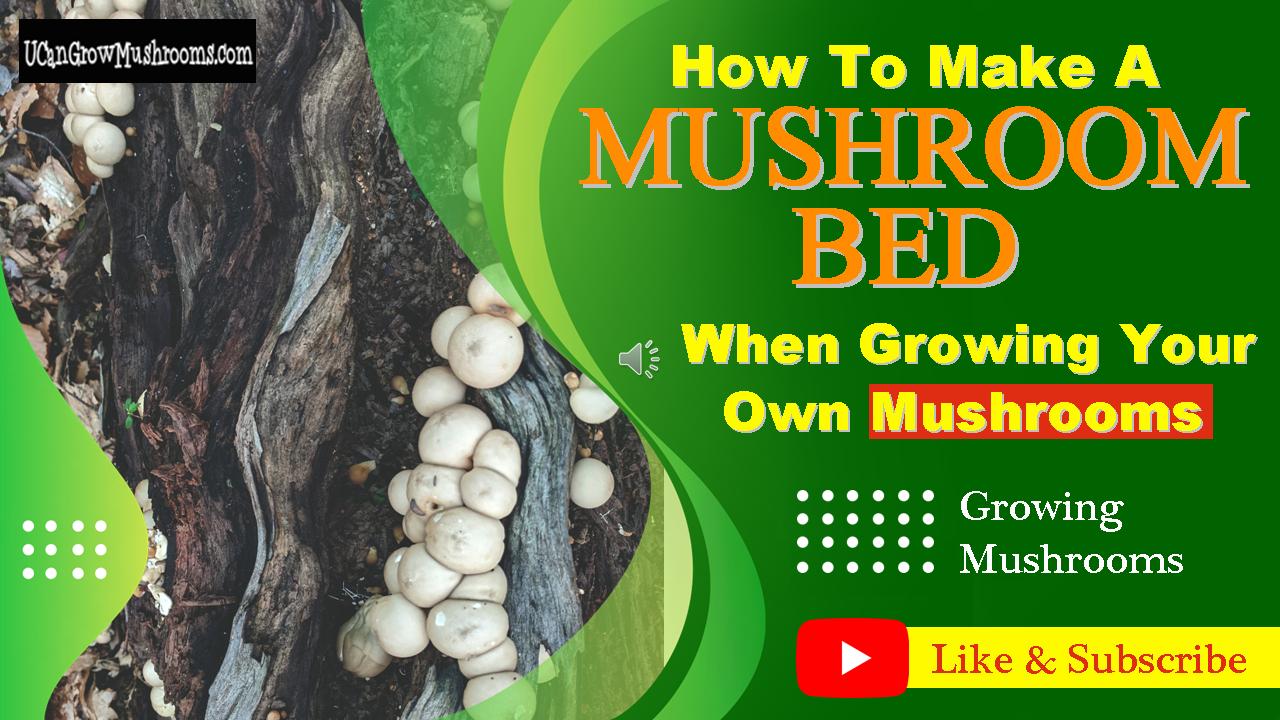How To Make A Mushroom Bed