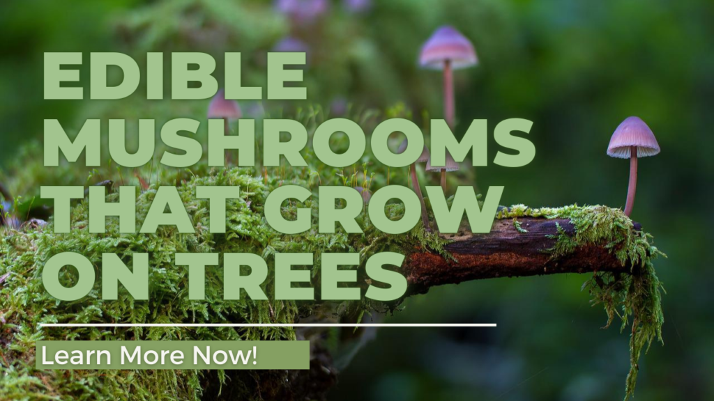 edible mushrooms that grow on trees