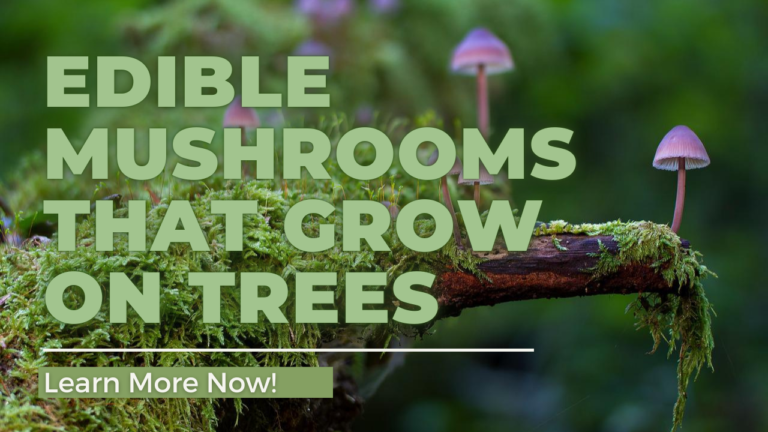 Edible Mushrooms That Grow On Trees U Can Grow Mushrooms