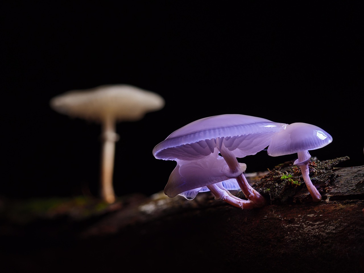 What Is The Process Of Inoculating Mushroom Substrate?
