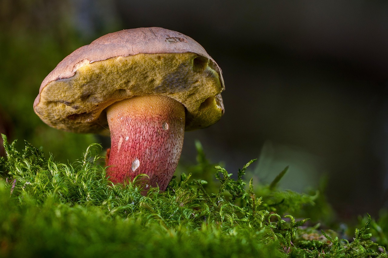 What Is The Process Of Inoculating Mushroom Substrate?