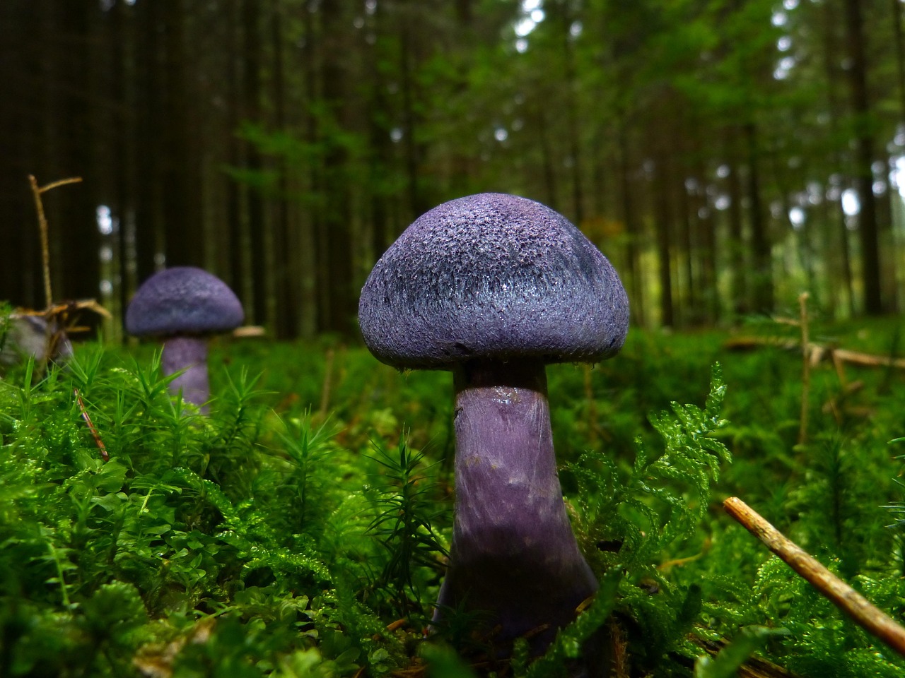 What Is The Process Of Inoculating Mushroom Substrate?