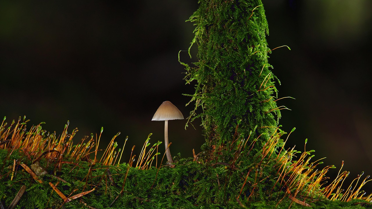How Do I Create A Suitable Environment For Mushroom Growth?