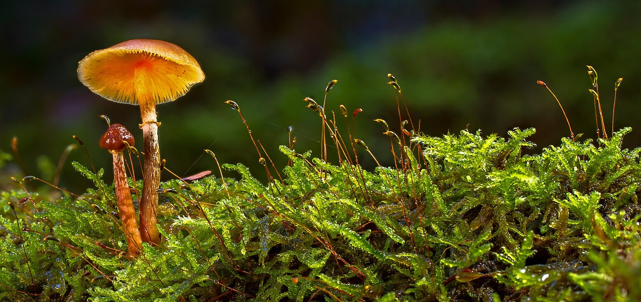 Can I Use Wild Mushrooms For Cultivation?
