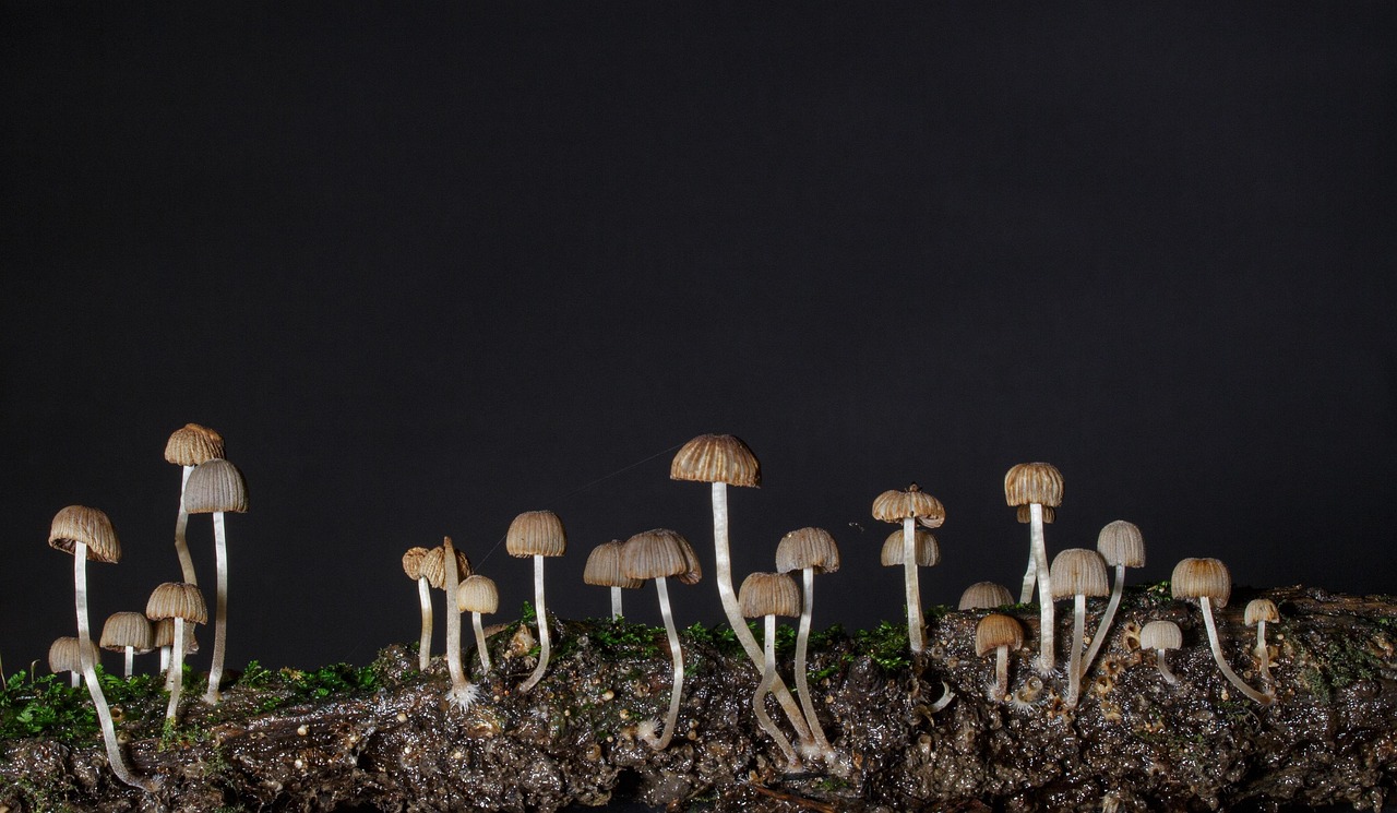 Can I Use Wild Mushrooms For Cultivation?