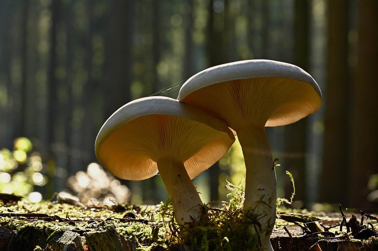 Can You Vacuum-seal Mushrooms For Preservation?