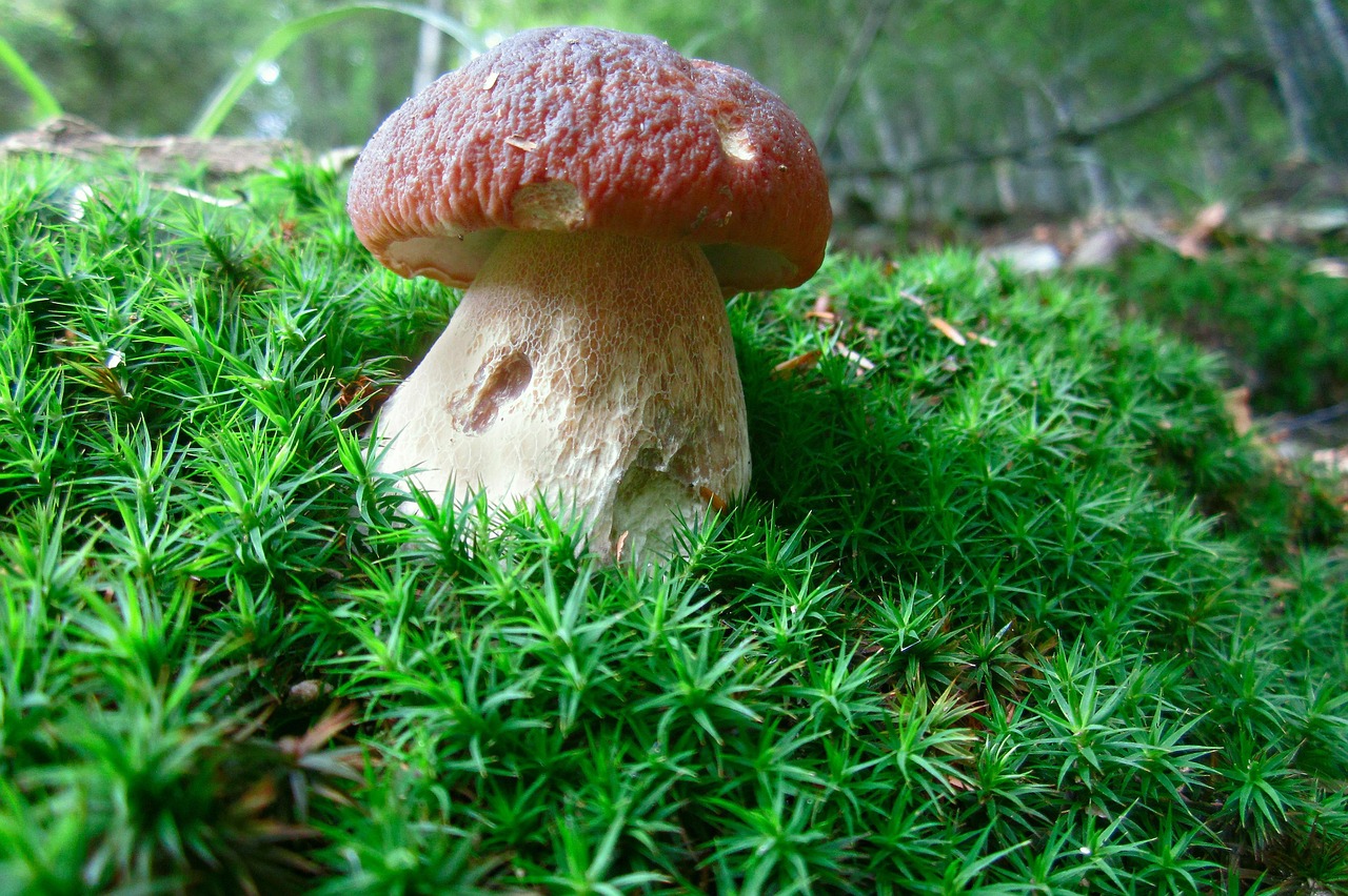 What Are Common Signs Of Contamination In Mushroom Cultivation?