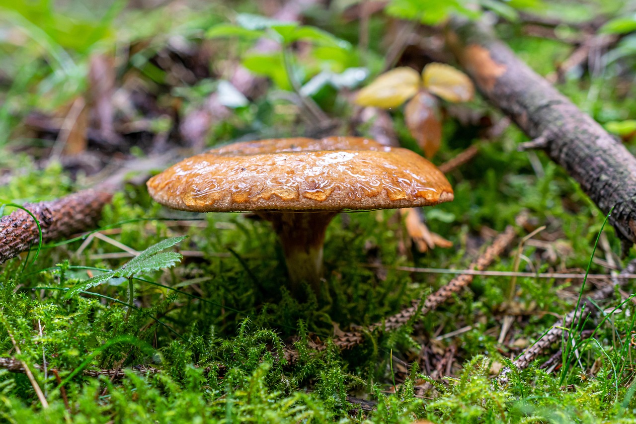What Are Common Signs Of Contamination In Mushroom Cultivation?