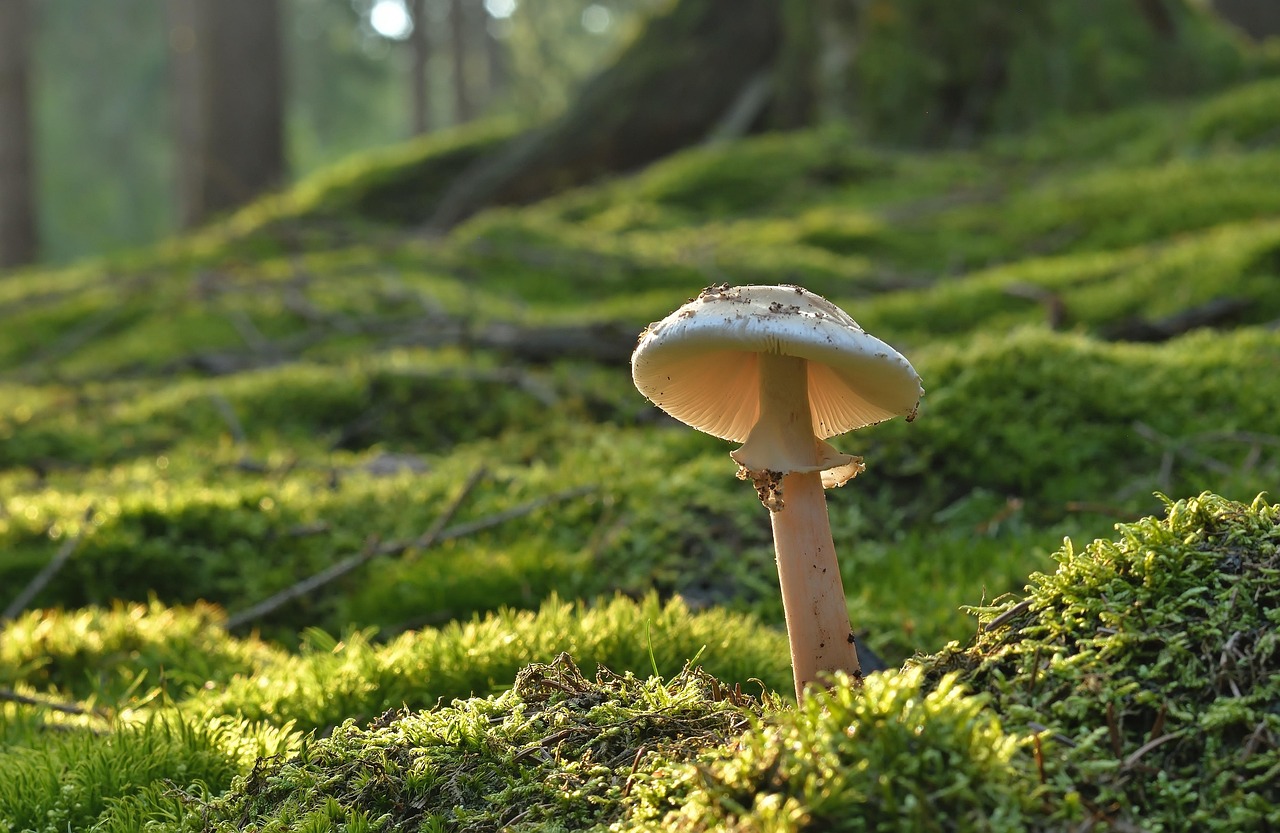 What Are The Benefits Of Preserving Mushrooms?
