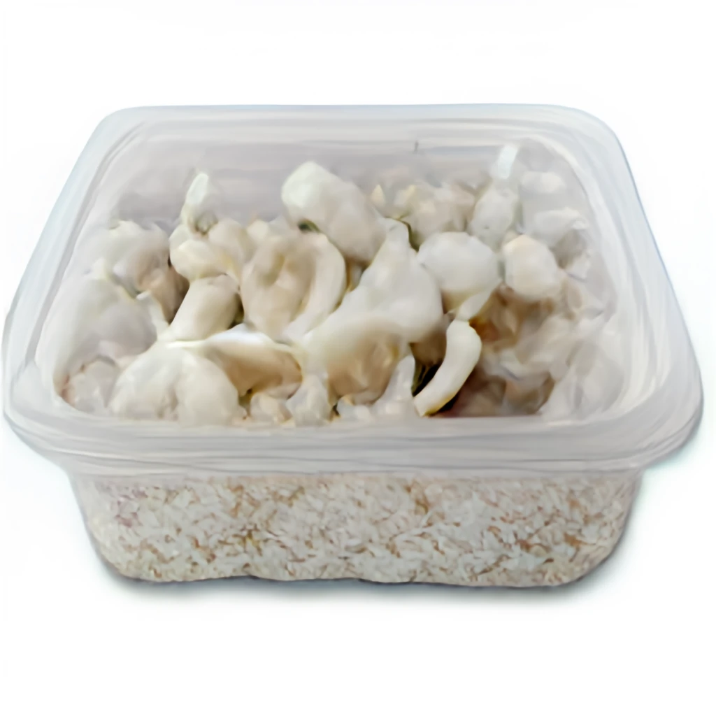 beginner mushroom kits