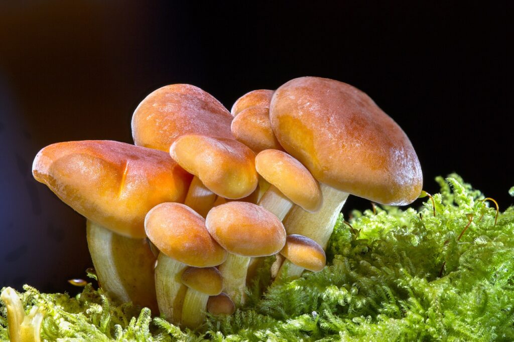 What Are The Benefits Of Growing Mushrooms At Home?
