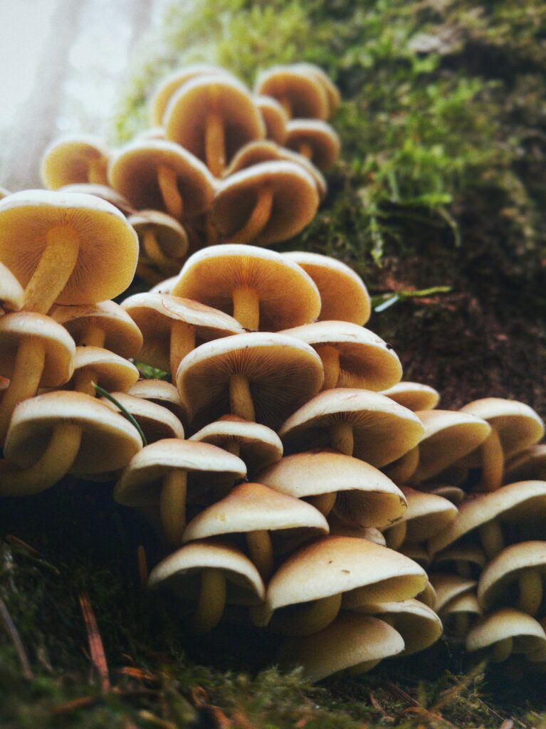 Where Can I Buy Mushroom Spores Or Spawn?