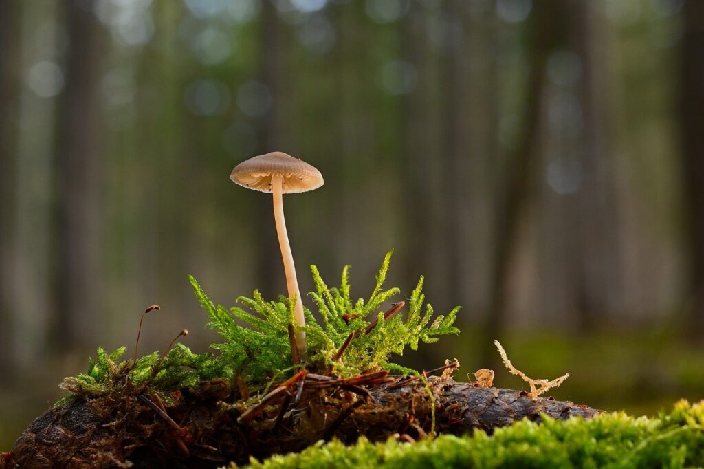 Are There Any Universal Rules For Identifying Edible Mushrooms?