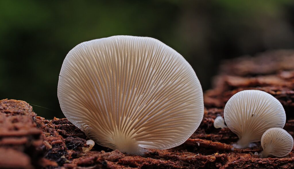 Are There Any Organizations Or Clubs For Mushroom Enthusiasts?