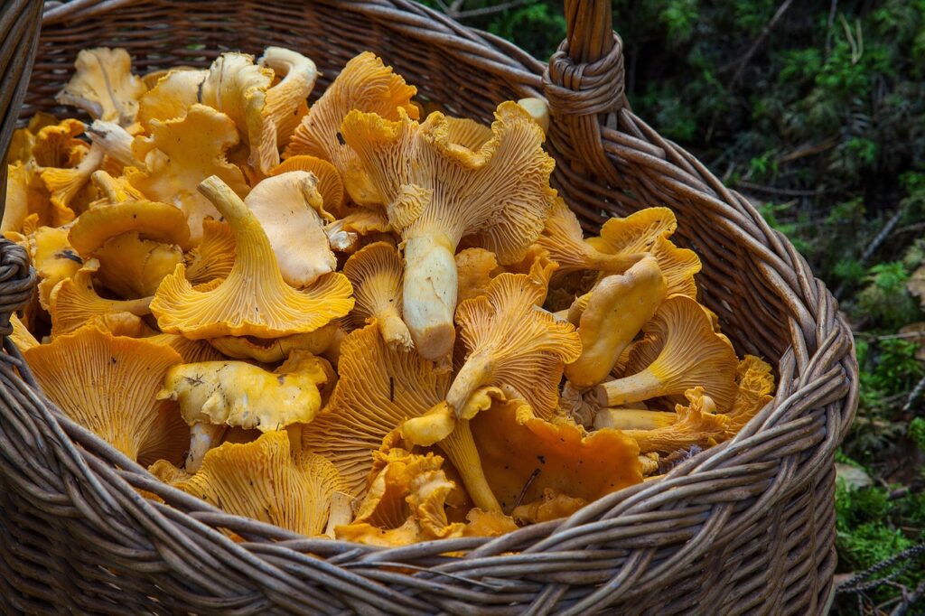 Are There Any Specific Mushrooms Used For Medicinal Purposes?