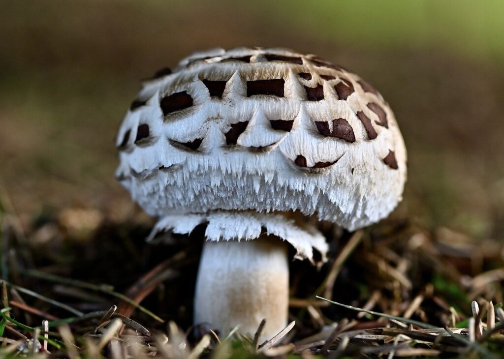 Can I Hunt For Mushrooms In The Winter?