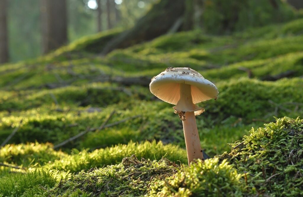 Can I Hunt For Mushrooms In The Winter?