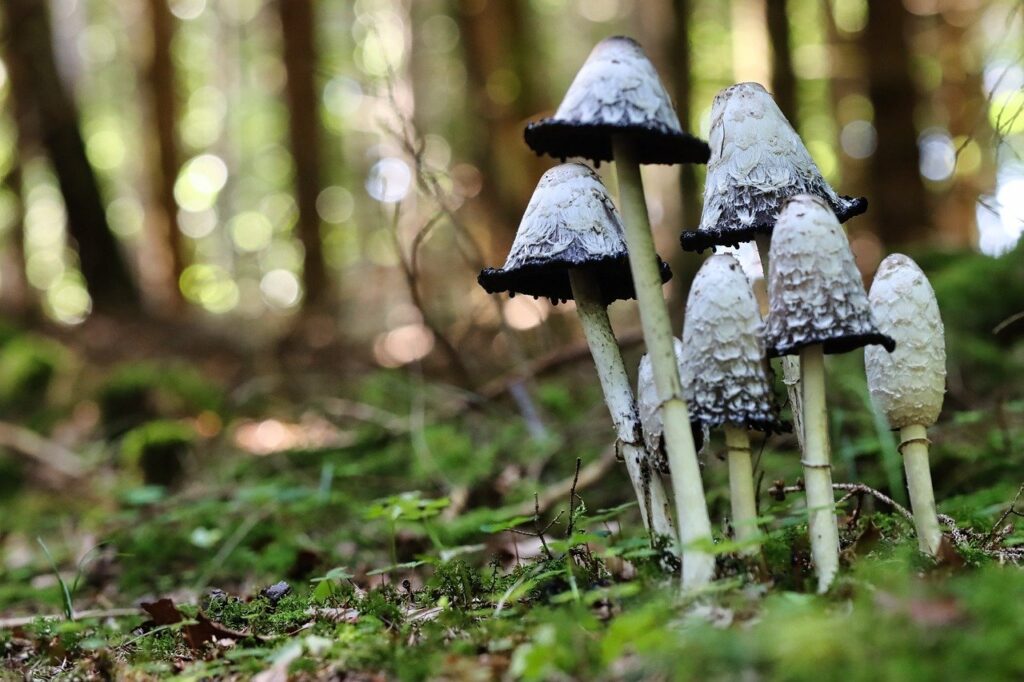 What Are Some Common Misconceptions About Mushroom Hunting?