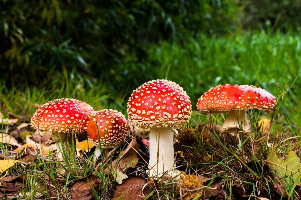 Whats The Shelf Life Of Canned Mushrooms?