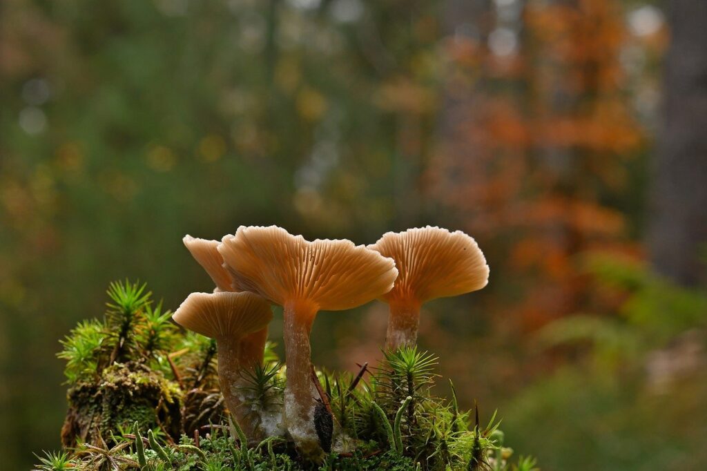 How to Sun-Dry Mushrooms