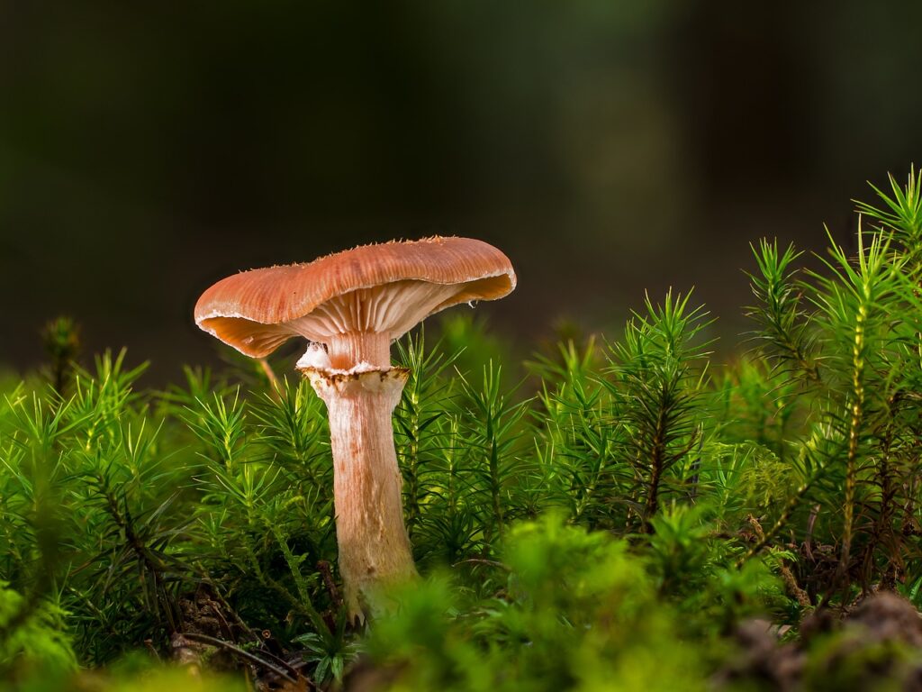 Are There Any Risks Associated With Consuming Homegrown Mushrooms?