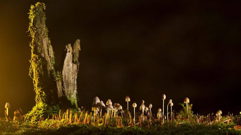 Can I Eat The Mushrooms Immediately After Harvesting?