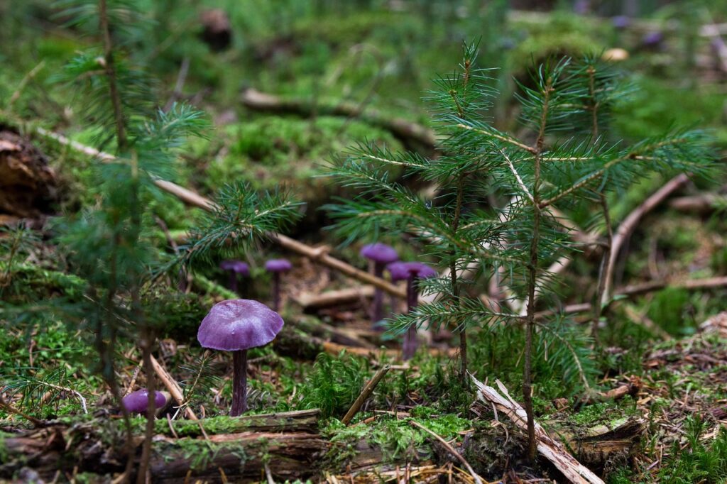 Can Kids Use Mushroom Grow Kits Under Supervision?