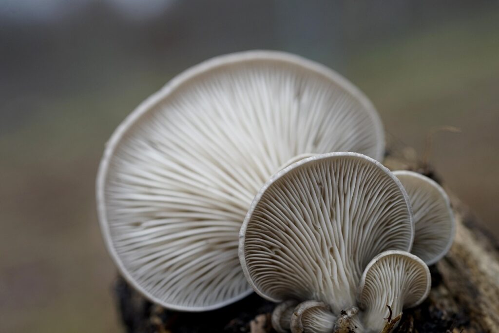 Can You Preserve Mushrooms In A Pasta Sauce?