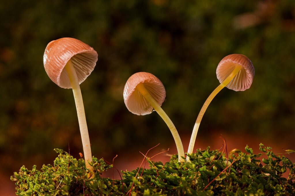 Can You Preserve Mushrooms In A Pasta Sauce?