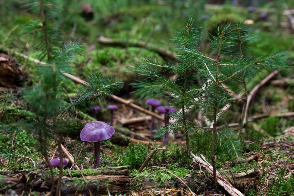 How Do You Use Mushroom Jerky?