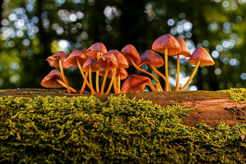 How Do You Use Mushroom Jerky?